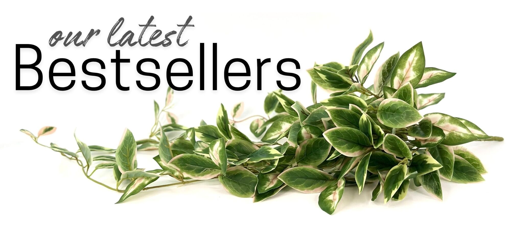 Hanging Basket Plants. Green up your space.